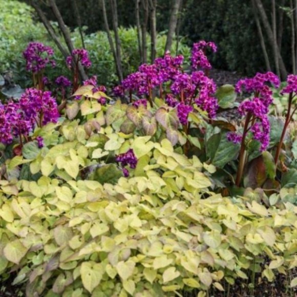 Bergenia cordifolia 'Eroica'