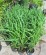 Miscanthus sinensis 'Memory'