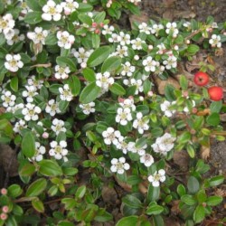 Cotoneaster dammeri 'Major'