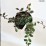Cotoneaster dammeri 'Major'