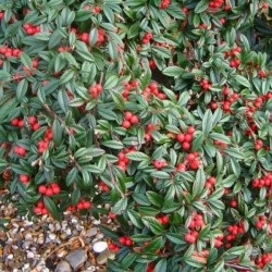 Cotoneaster salicifolius...