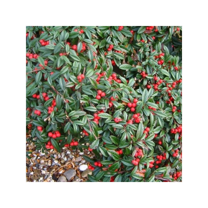 Cotoneaster salicifolius 'Repens'