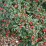 Cotoneaster salicifolius 'Repens'