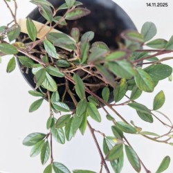 Cotoneaster salicifolius 'Repens'