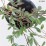 Cotoneaster salicifolius 'Repens'