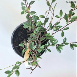 Cotoneaster salicifolius 'Repens'