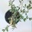 Cotoneaster salicifolius 'Repens'