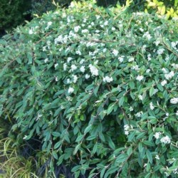 Cotoneaster salicifolius 'Repens'