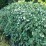 Cotoneaster salicifolius 'Repens'