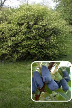 Lonicera caerulea 'Honeybee'