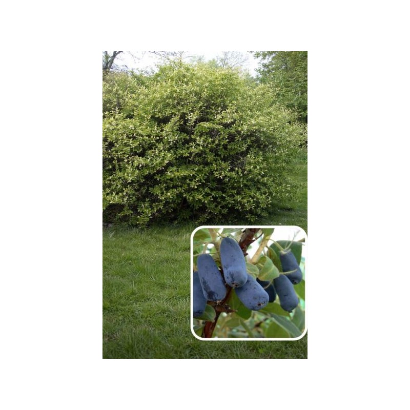 Lonicera caerulea 'Honeybee'