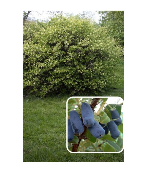 Lonicera caerulea 'Honeybee'