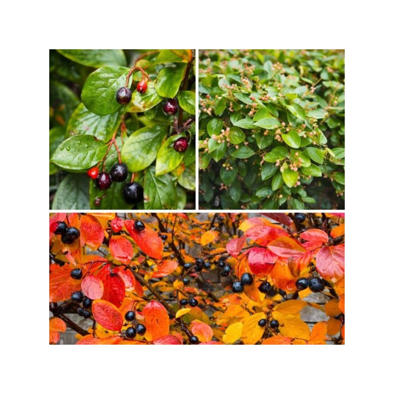 Cotoneaster lucidus