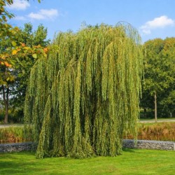 Salix ×sepulcralis 'Chrysocoma'