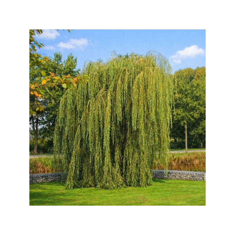 Salix ×sepulcralis 'Chrysocoma'