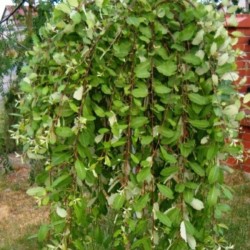 Salix integra 'Pendula'