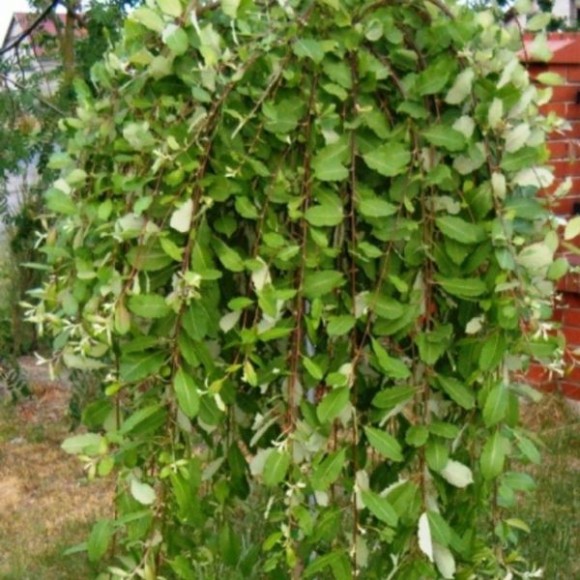 Salix integra 'Pendula'