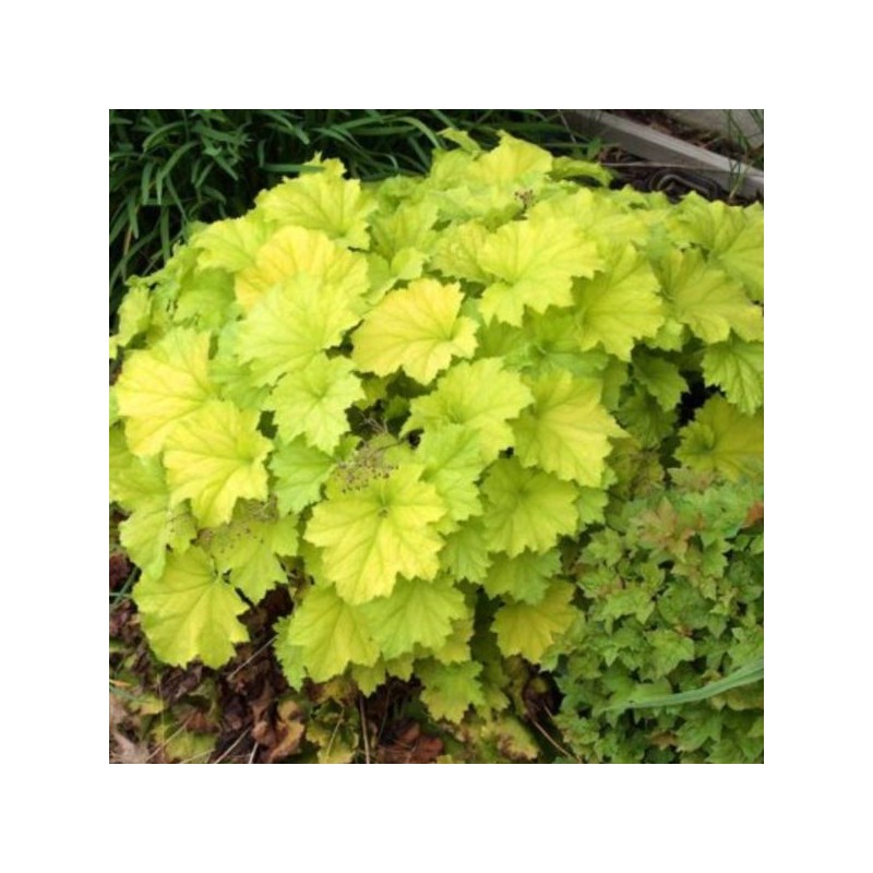Heuchera 'Guacamole'