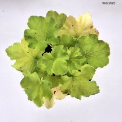 Heuchera 'Guacamole'