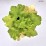 Heuchera 'Guacamole'