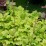 Heuchera 'Guacamole'