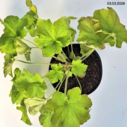 Heuchera 'Guacamole'