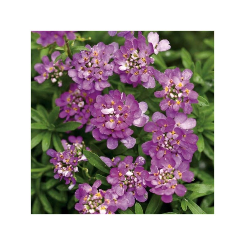 Iberis ABSOLUTELY AMETHYST 'IB 2401'