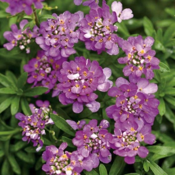 Iberis ABSOLUTELY AMETHYST 'IB 2401'