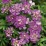 Iberis ABSOLUTELY AMETHYST 'IB 2401'