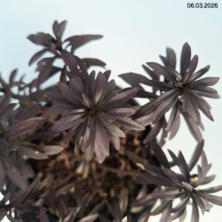 Iberis ABSOLUTELY AMETHYST 'IB 2401'