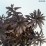 Iberis ABSOLUTELY AMETHYST 'IB 2401'