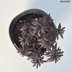 Iberis ABSOLUTELY AMETHYST 'IB 2401'