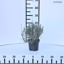 Lavandula angustifolia 'Munstead'