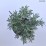 Lavandula angustifolia 'Munstead'