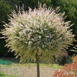 Salix integra 'Flamingo' PBR