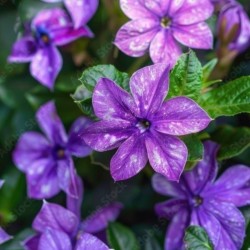 Vinca major 'Variegata'