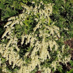 Pieris japonica 'Fuga'