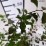 Spiraea ×vanhouttei