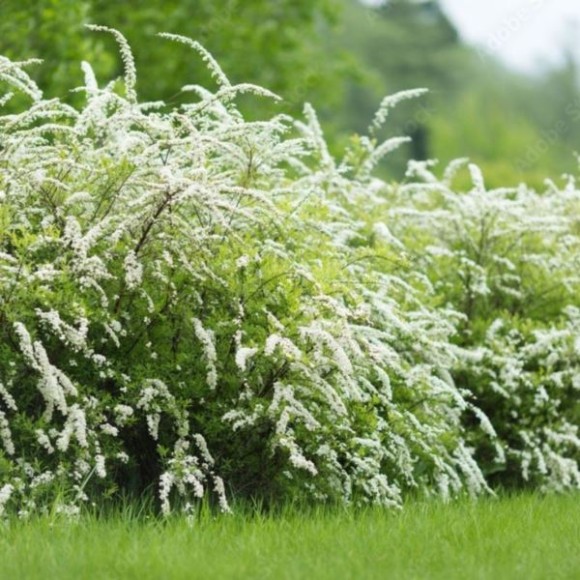 Spiraea ×cinerea 'Grefsheim'
