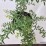 Spiraea ×cinerea 'Grefsheim'