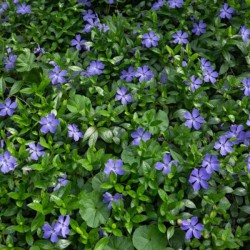 Vinca minor 'Bowles's...