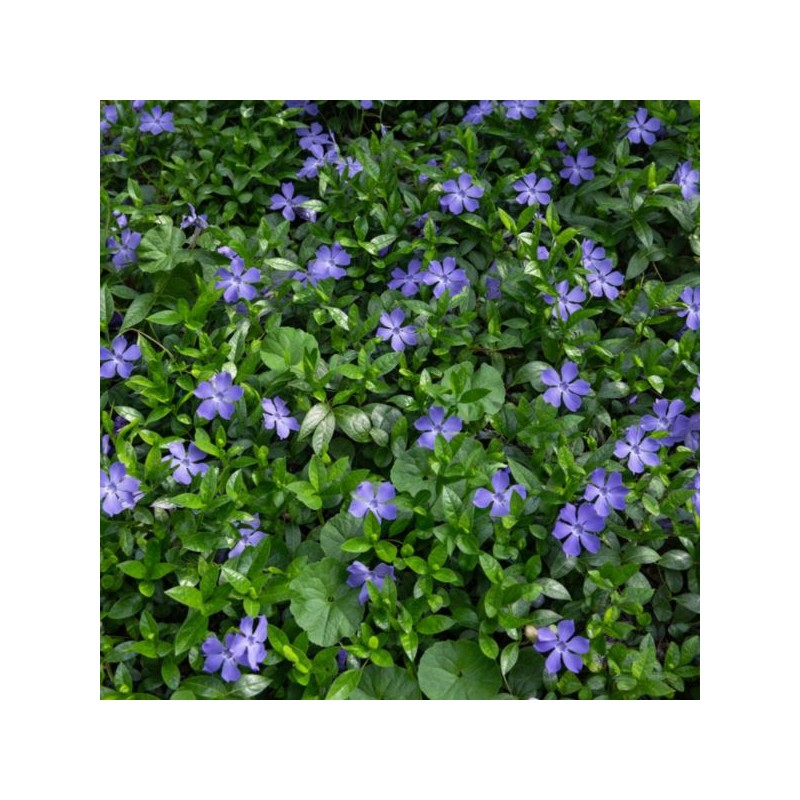 Vinca minor 'Bowles's Variety' ('La Grave')
