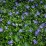 Vinca minor 'Bowles's Variety' ('La Grave')