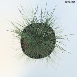 Festuca glauca 'Elijah Blue'