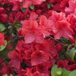Rhododendron 'Signalglühen'