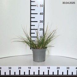 Cortaderia selloana TINY PAMPA 'Day1' PBR