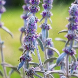Stachys byzantina
