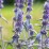 Stachys byzantina