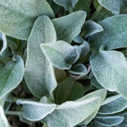 Stachys byzantina