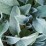 Stachys byzantina